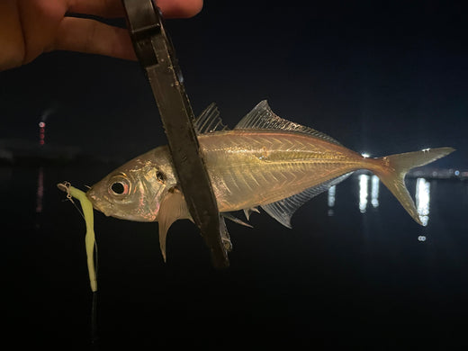 【大阪湾奥】アジング＆ヒイカ調査！秋の釣りを満喫しよう🎣🦑