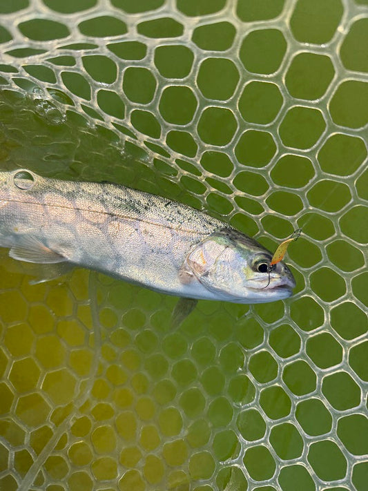 【エリアトラウト】朝の短時間勝負！久宝寺緑地でマイクロスプーンが炸裂🎣