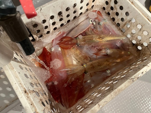 福井県美浜シーブラボーでイカメタル！50〜60mから20〜30mへレンジが変化し23杯