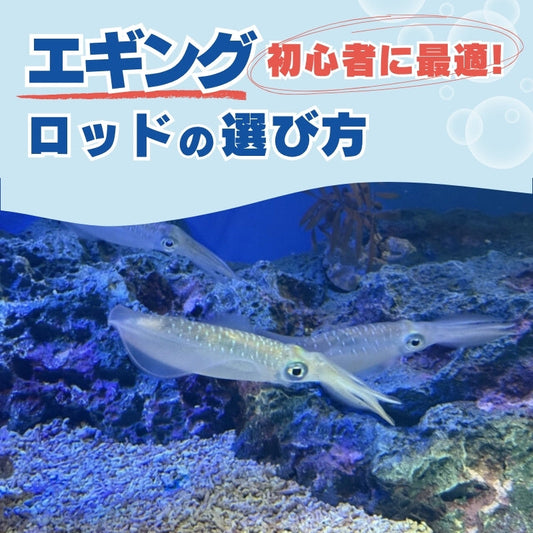 エギングを始めたい人へ｜初心者に最適！ロッドの選び方とおすすめモデル