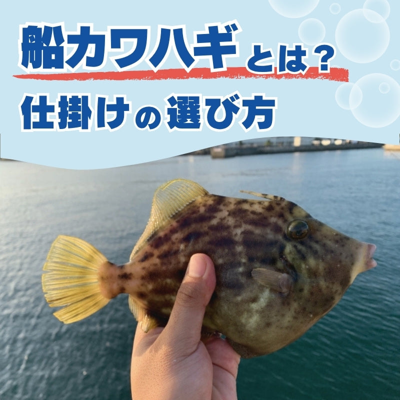 船カワハギとは？仕掛けの選び方を公開中【釣果を伸ばすセッティング】