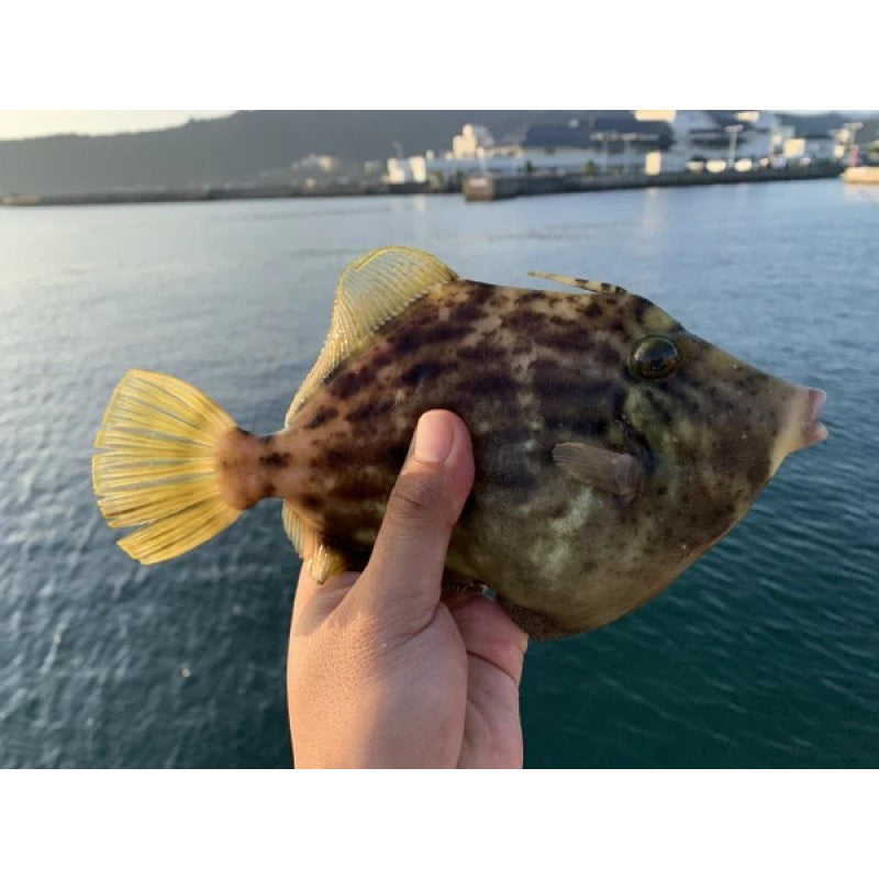 船カワハギとは？仕掛けの選び方を公開中【釣果を伸ばすセッティング】