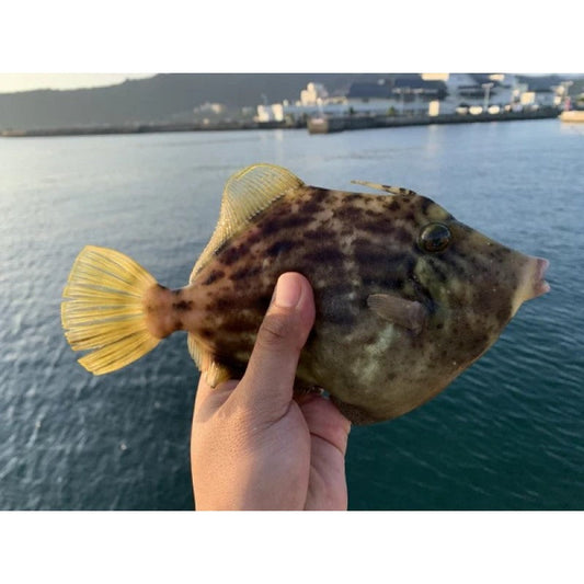 船カワハギとは？仕掛けの選び方を公開中【釣果を伸ばすセッティング】