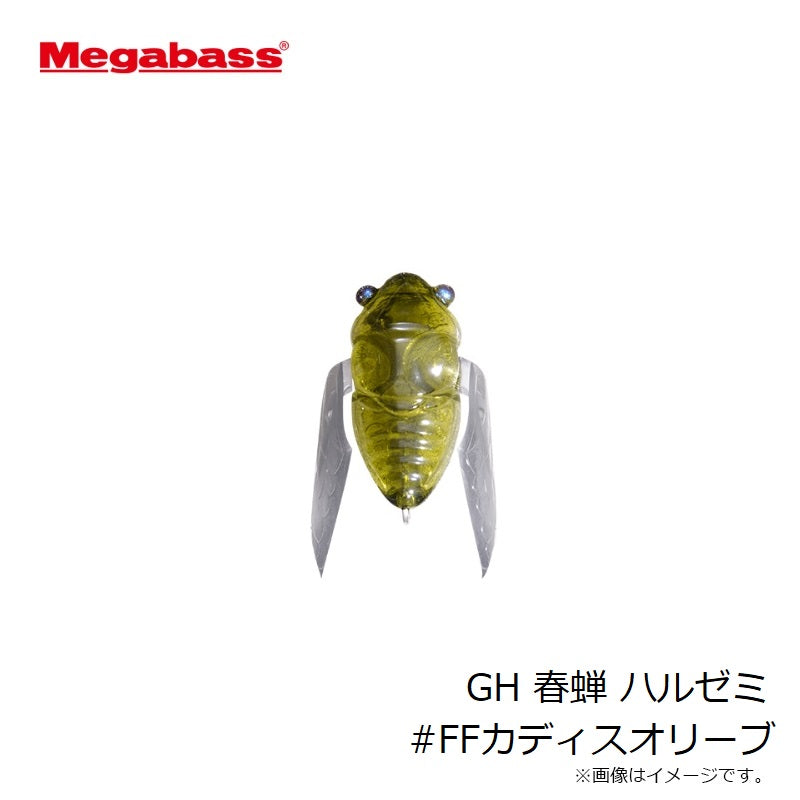 GH 春蝉 ハルゼミ