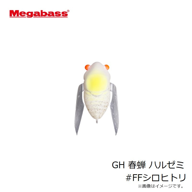 GH 春蝉 ハルゼミ