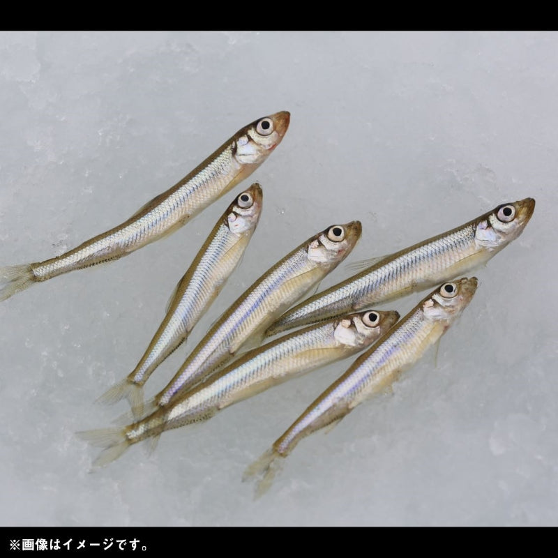 クリスティアワカサギSS速攻ショート 夜光留 マルチ6本針 0.5号