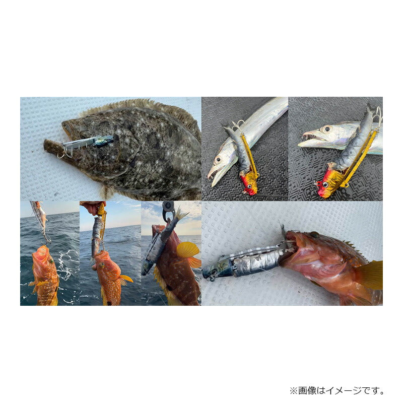 イッタイカ 50号